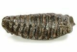 Fossil Woolly Mammoth Molar - Siberia #259934-4